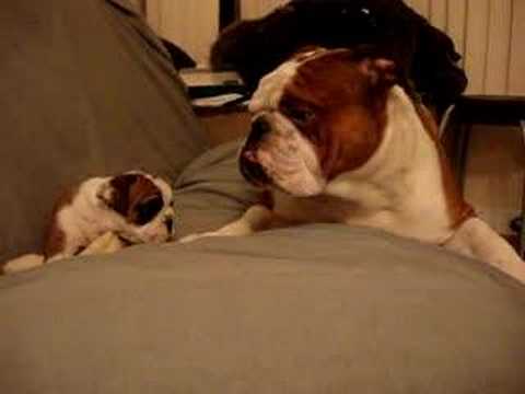 English Bulldog Father Meets His Adorable Pup For The First Time! He Finds Himself Outmatched!