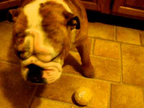 English Bulldog Gets In Trouble Then Acts Like It Wasn't His Fault! #SimplyCute!