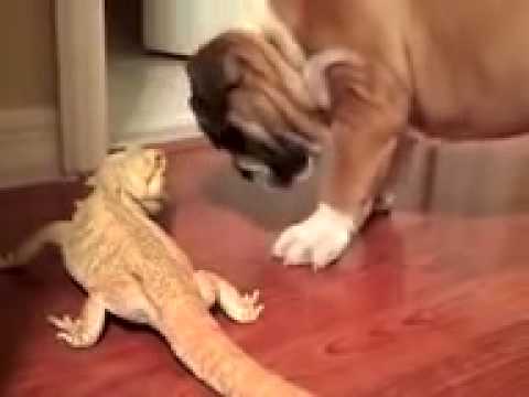 English Bulldog Gets Intimidated By Bearded Dragon! He Doesn't Know What To Understand!