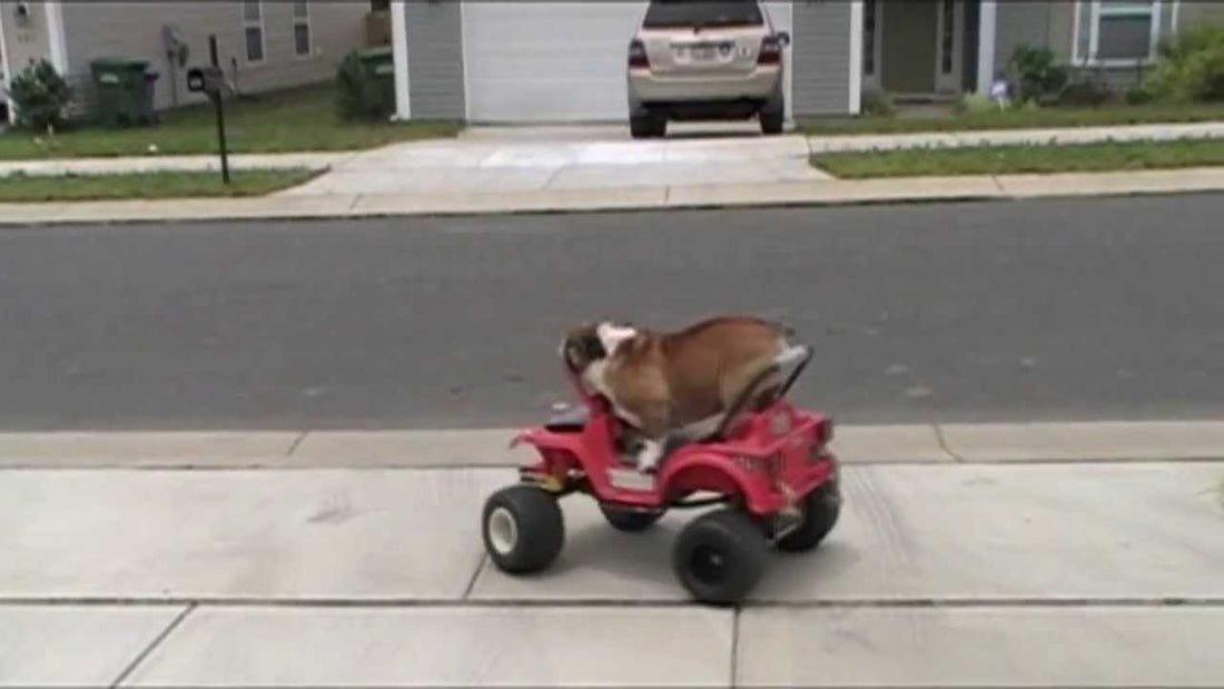 English Bulldog Is Driving A Power Wheels??