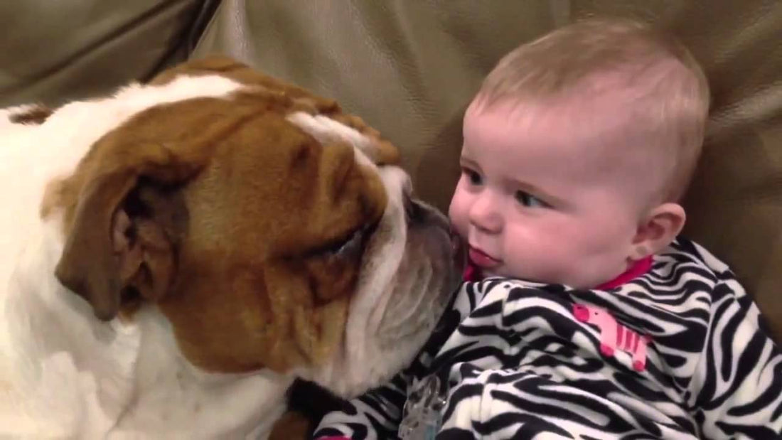 English Bulldog Kissing This Baby Is The Best Thing You'll See Today! #WetKisses!