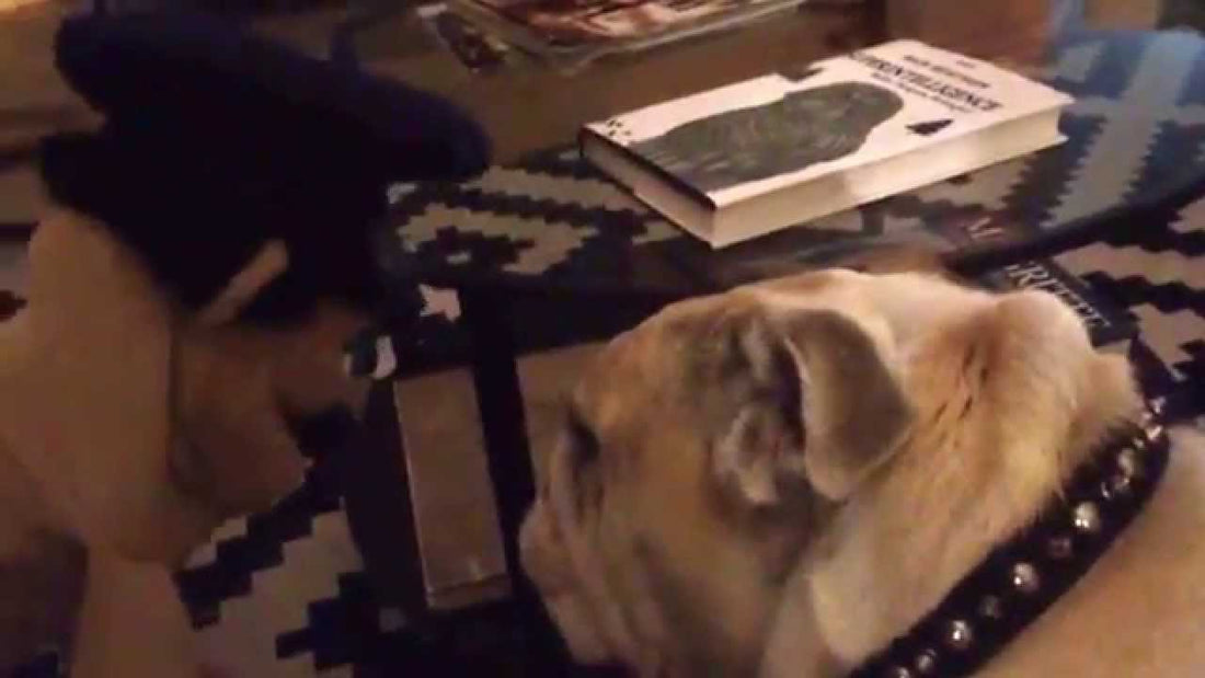 English Bulldog Meets Mr. Puppet, An Officer. Then He Gets Super Lost! #AreYouMockingMe?!