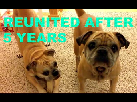 English Bulldog Mix Meets Little Sister After 5 Years Of Separation! He Remembers Her! #AwwAlert