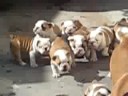 English Bulldog Mom Needs Time For Herself, But Her Puppies Just Won't Stop Following Her! Hilarious!