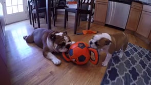 English Bulldog Papa Takes Some Time Out To Play With His Adorable Daughter!