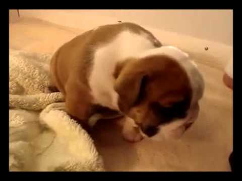 English Bulldog Wants To Go To His Person, But The Towel Under Him Is Being A Menace!