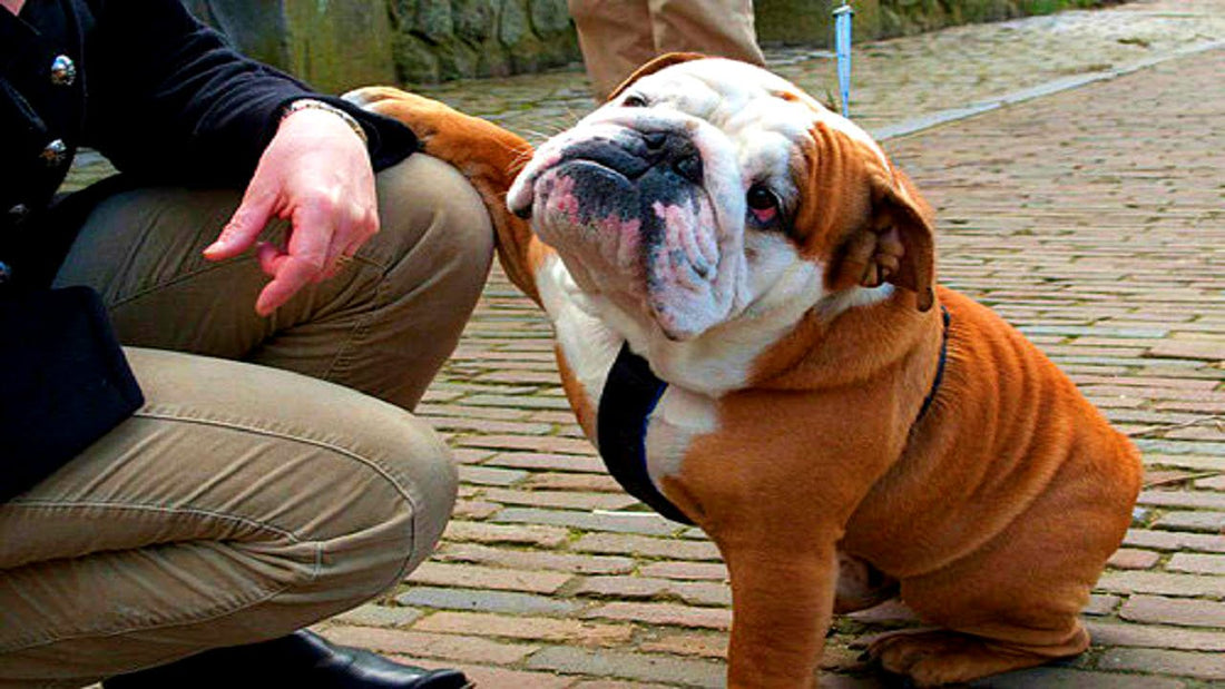 English Bulldogs Being Goofballs In Today's Pet Headlines! From Grumpiness To #Goofiness!