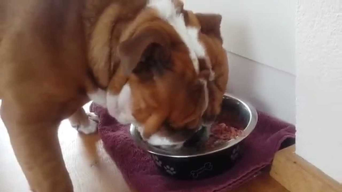 Enzo The English Bulldog Is About To Taste New Food. In Less Than 2 Minutes, It's All Gone! #OneHungryPup