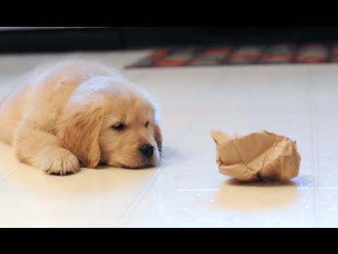 Epic Battle Between A Golden Retriever And A Lunch Bag is Going VIRAL!