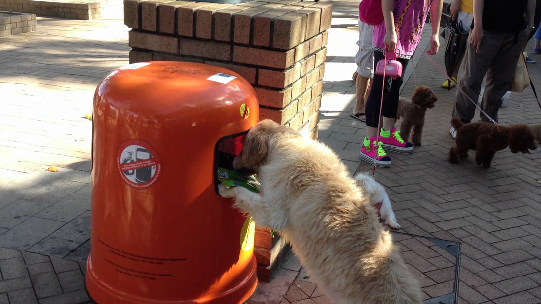 #Epic! Golden Retriever Believes In Clean And Tidy Environment! See Him Setting An Example!