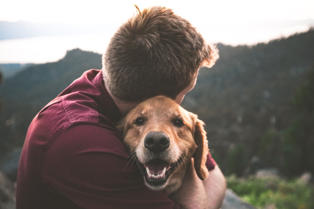 Why You Should Journal Your Dog's Health