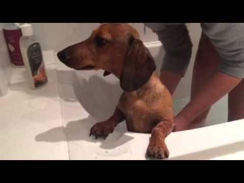 Errol The Dachshund Might Be Brave Like A Lion, But Not Inside The Bathtub! #BathTimeTerror!