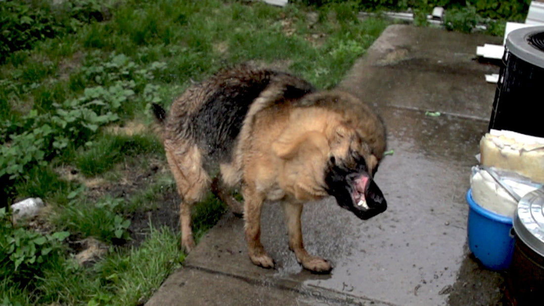 Ever Seen A German Shepherd Shaking Off Water In Slo-Mo?! It's U-N-B-E-L-I-E-V-A-B-L-E! #JustBeautiful