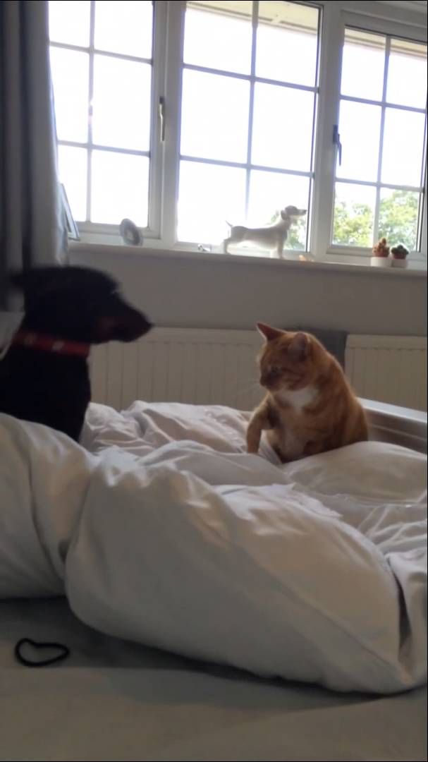 Excited Dachshund Tries to Get Ginger Cat's Attention! Hilarious!