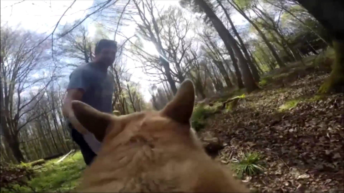 Explore A Day In The Life Of A German Shepherd! This Is Amazing!