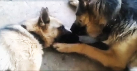 What This German Shepherd Did To His Wife After A Painful Birth? OMG!