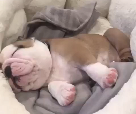 Have You Ever Heard A Tiny Puppy Snore? This Is Going To Melt Your Heart!