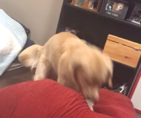 Watch How This Adorable Pup Moves Sporadically On The Bean Bag!