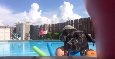 Have You Ever Seen A Pup Ride A Noodle Like A Boss? Check This Out!