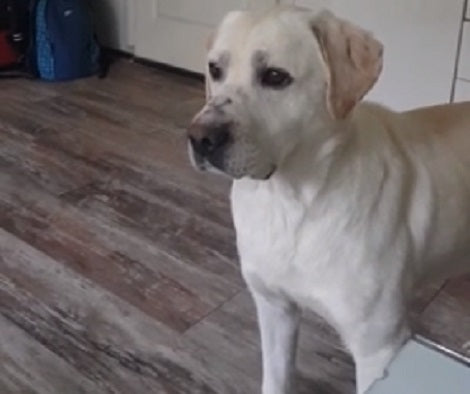 How This Pup Reacts When He Hears A Baby Crying Will Blow Your Mind