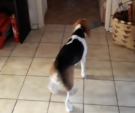 This Adorable Pup Can't Control The Fast Moving Car! Check This Out!