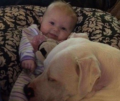 Little Girl Tucks Pit Bull In Her Bed After A Scary Earthquake Strikes