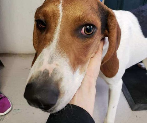 Terrified Pup Found Wandering Alone Had A Heartbreaking Note Attached On Her Collar