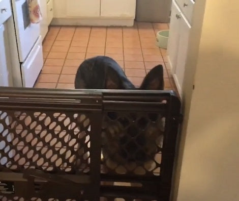When No One Opens The Gate, This Adorable Pup Does The Army Crawl!