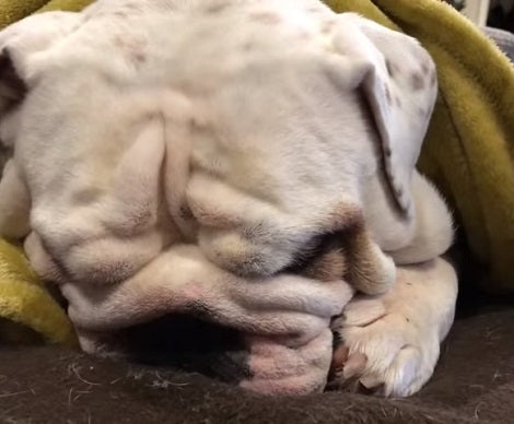 This Adorable Pup Has An Important Task To Do - Open A Box For His Mom!