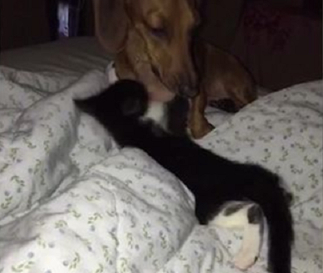 Most Of You Are Going To Relate To This Adorable Sibling Video!