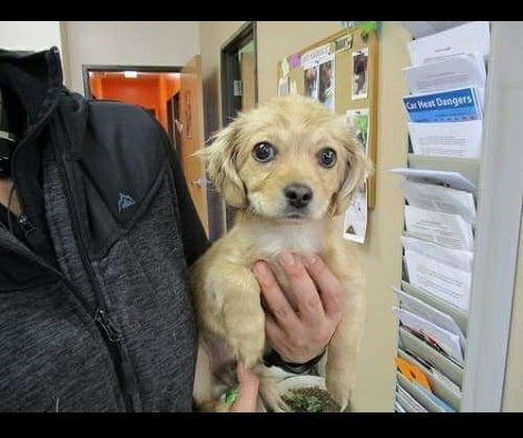 Terrified Pup Who Was About To Be Euthanized Gets A Second Chance To Life