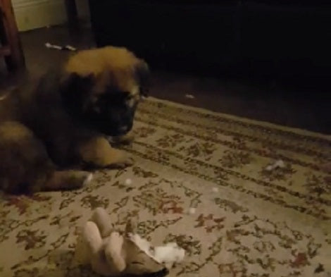 Want To See The Cutest, Most Fluffiest Pup In The World? Check This Out!