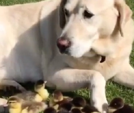 Loving Pup Adopts Baby Ducklings After Their Mama Goes Missing... Aww...