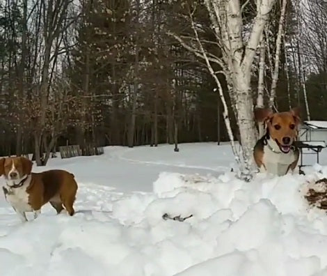 This Adorable Pup Running In Slow-Motion Is Going To Melt Your Heart!