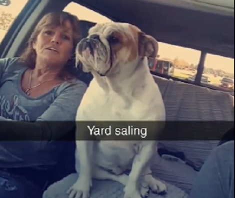 This Adorable Pup Is Going Yard Sailing With All The Ladies!