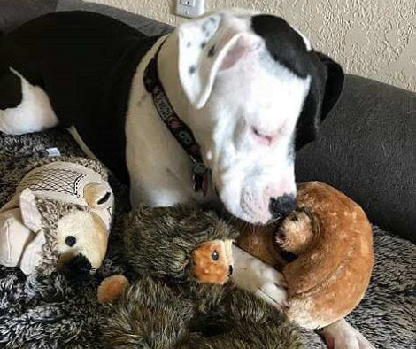 The Love This Pup Has For Her Very First Toy Will Definitely Warm Your Heart!