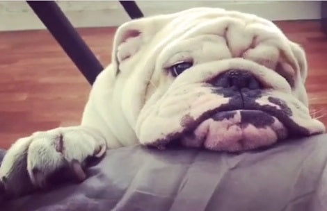 The Excitement This Pup Has To Climb On The Bed Is Just Incredible!