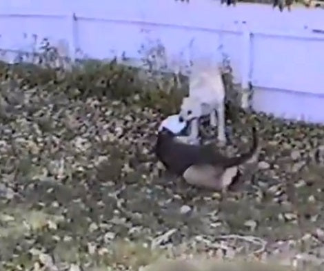This Is Probably The Laziest Game Of Tug-Of-War You'll Ever See!