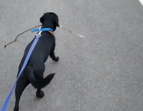 Adorable Pup Has Found A New Best Friend To Walk With In The Morning!