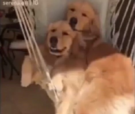 This Is Probably The Sweetest Video You'll Watch All Week!