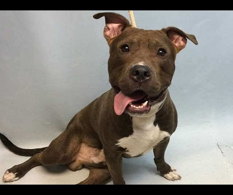 After Falling In Love With This Rescue Pup, Man Drives 2,800 Miles To Bring Him Home!