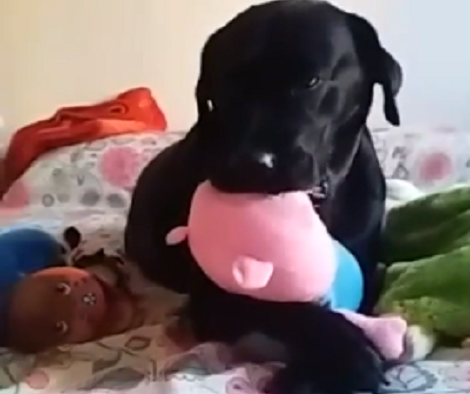 This Adorable Pup's Bedtime Routine Is Going To Make You Smile!