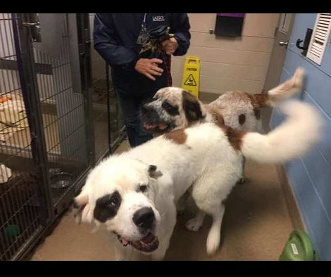 These Adorable Pups Made Quite The Impression After Arriving At The Shelter