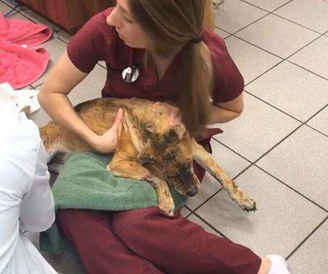 Loving Vet Sleeps In Kennel To Comfort Pup Who Got Hurt In A Fire