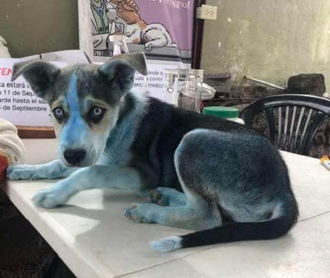 Puppy Covered In Blue Paint Gets A Second Chance To Happiness!