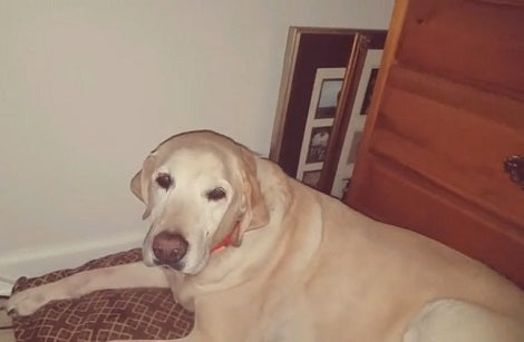 A Day In This Adorable Pup's Life Is Worth A Look! You've Got To See This!