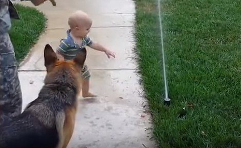 This Adorable Pup Decides To Protect His Baby Sibling From The Sprinkler!