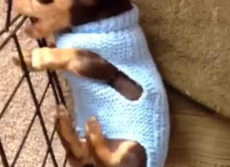 Have You Ever Seen A Pup Doing Sausage Rolls? This Is Incredibly Awesome!