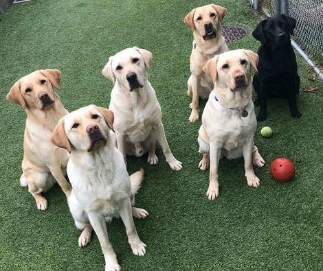 As Soon As The Fire Drill Exercise Begins, These Adorable Service Pups Make A Run For It!
