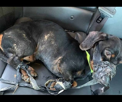Monster Bound This Pup With Duct Tape - Now He's On His Way To Recovery